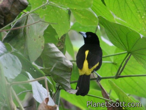 Flame-rumped Tanager (Ramphocelus flammigerus)