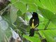 Flame-rumped Tanager (Ramphocelus flammigerus)