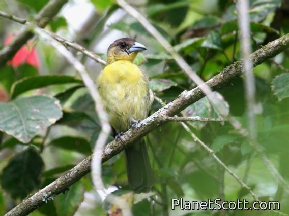 Flame-rumped Tanager (Ramphocelus flammigerus)