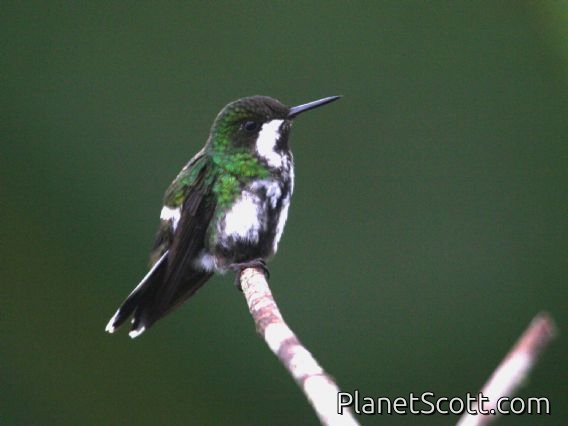 Green Thorntail (Popelairia conversii) Female
