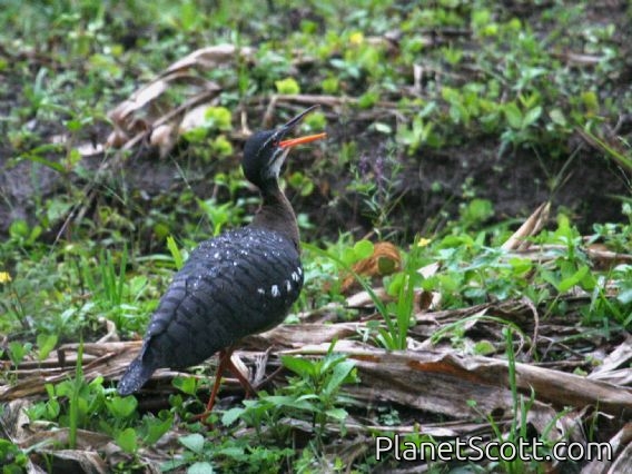 Sunbittern (Eurypyga helias)