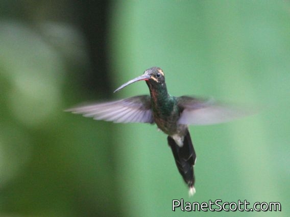 White-whiskered Hermit (Phaethornis yaruqui)