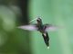 White-whiskered Hermit (Phaethornis yaruqui)