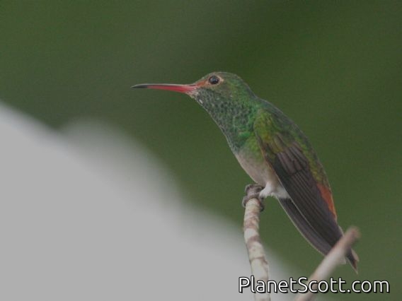 Rufous-tailed Hummingbird (Amazilia tzacatl)