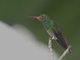 Rufous-tailed Hummingbird (Amazilia tzacatl)