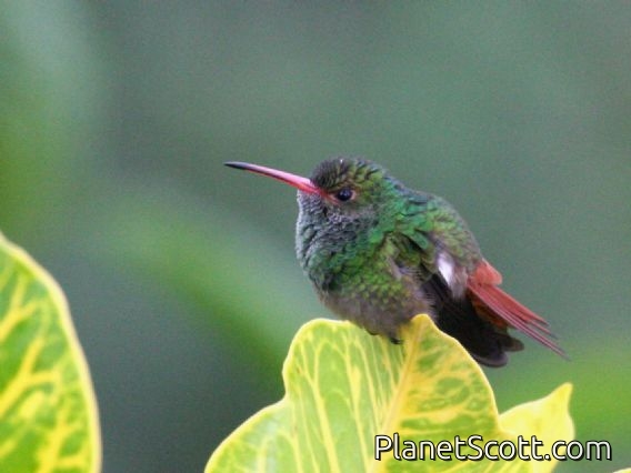 Rufous-tailed Hummingbird (Amazilia tzacatl)