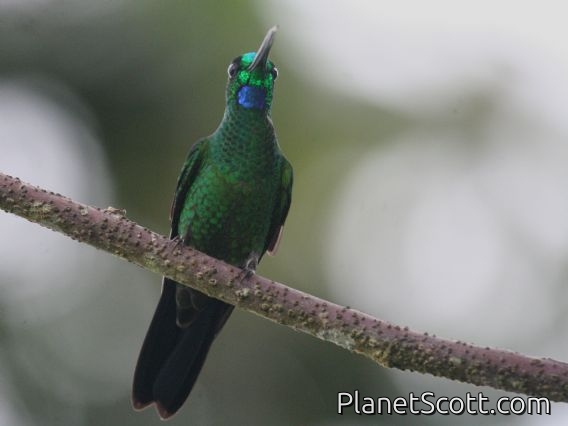 Green-crowned Brilliant (Heliodoxa jacula) Male