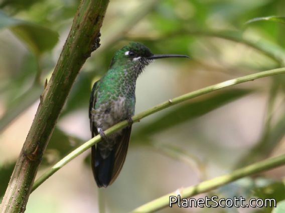 Green-crowned Brilliant (Heliodoxa jacula) Female