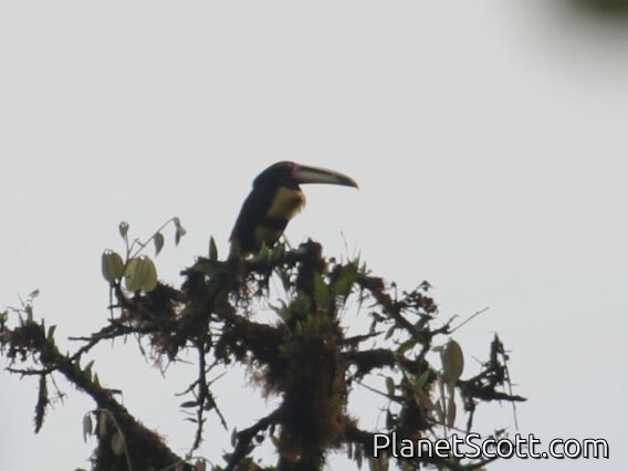 Pale-mandibled Aracari (Pteroglossus erythropygius)