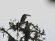 Pale-mandibled Aracari (Pteroglossus erythropygius)