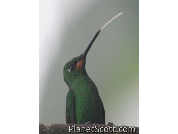 Green-crowned Brilliant (Heliodoxa jacula) Juvenile