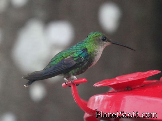 Crowned Woodnymph (Thalurania colombica) Female