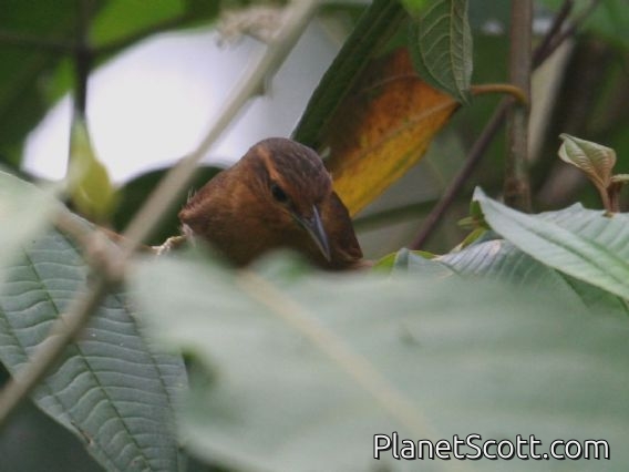 Buff-fronted Foliage-gleaner (Philydor rufus)