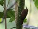 Plain-brown Woodcreeper (Dendrocincla fuliginosa)