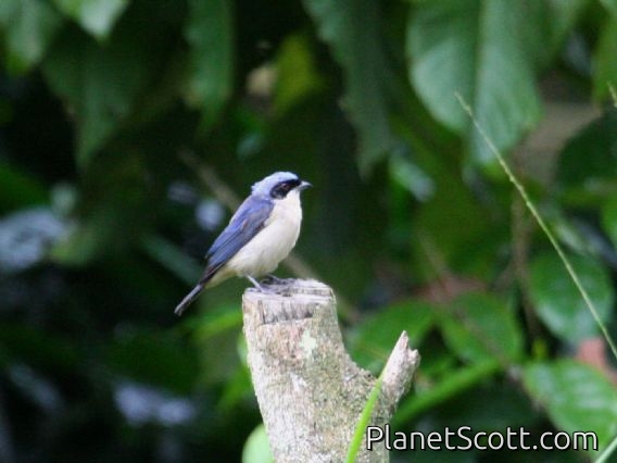 Fawn-breasted Tanager (Pipraeidea melanonota)