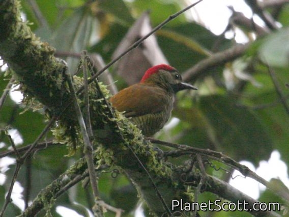 Golden-olive Woodpecker (Piculus rubiginosus)