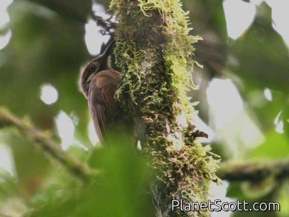 Plain-brown Woodcreeper (Dendrocincla fuliginosa)