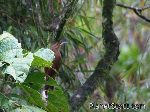 Strong-billed Woodcreeper (Xiphocolaptes promeropirhynchus)