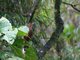 Strong-billed Woodcreeper (Xiphocolaptes promeropirhynchus)