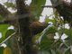 Scaly-throated Foliage-gleaner (Anabacerthia variegaticeps)