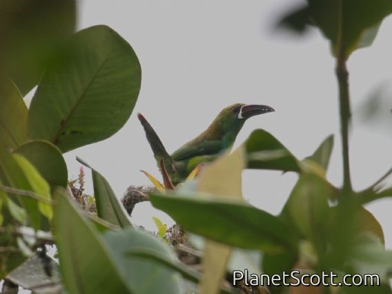 Crimson-rumped Toucanet (Aulacorhynchus haematopygus)