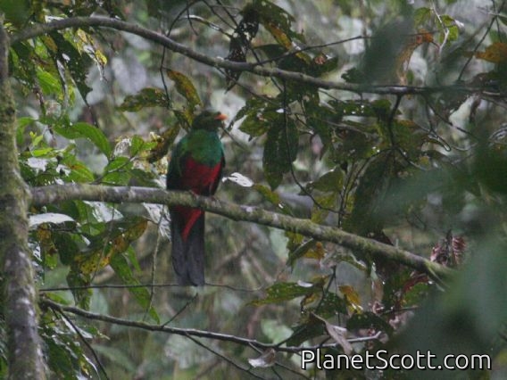 Golden-headed Quetzal (Pharomachrus auriceps)