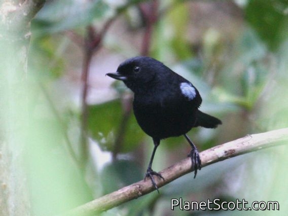 Glossy Flower-piercer (Diglossa lafresnayii)
