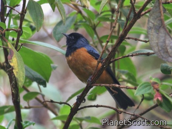 Blue-backed Conebill (Conirostrum sitticolor)