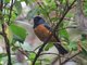 Blue-backed Conebill (Conirostrum sitticolor)