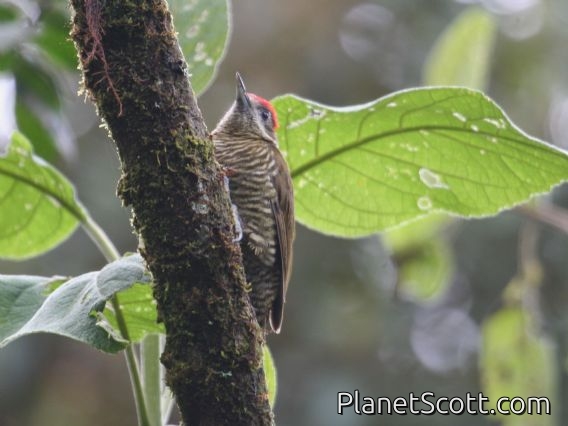 Bar-bellied Woodpecker (Veniliornis nigriceps)