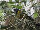 Black-chested Mountain-Tanager (Cnemathraupis eximia)