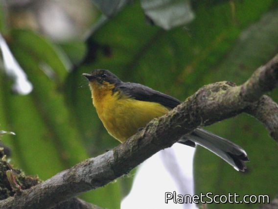 Spectacled Redstart (Myioborus melanocephalus)