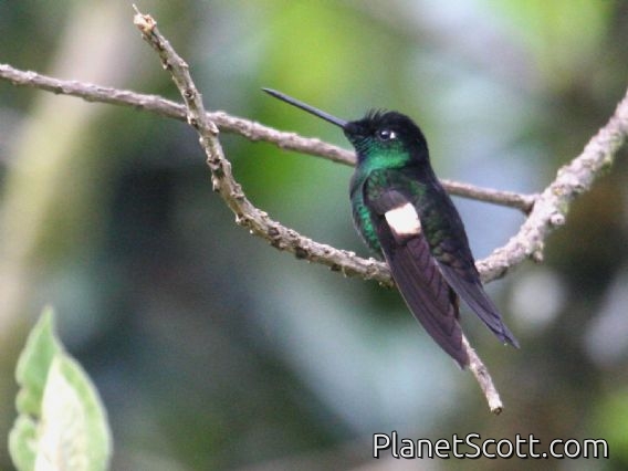 Buff-winged Starfrontlet (Coeligena lutetiae)