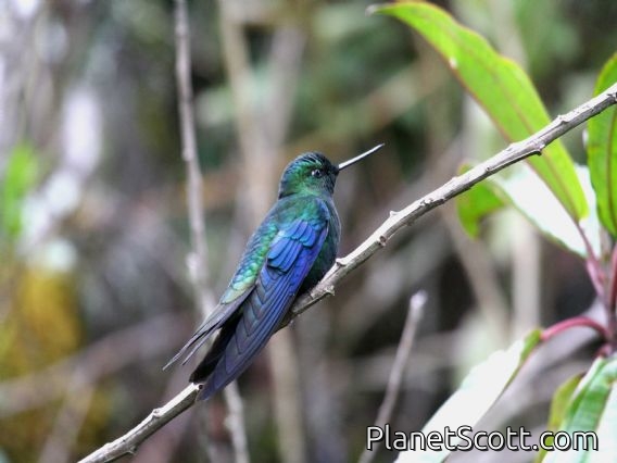 Great Sapphirewing (Pterophanes cyanopterus)