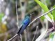 Great Sapphirewing (Pterophanes cyanopterus)