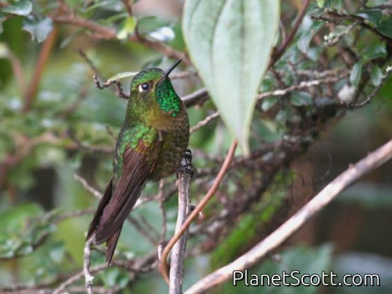 Tyrian Metaltail (Metallura tyrianthina) Male