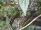 Tyrian Metaltail (Metallura tyrianthina) Male