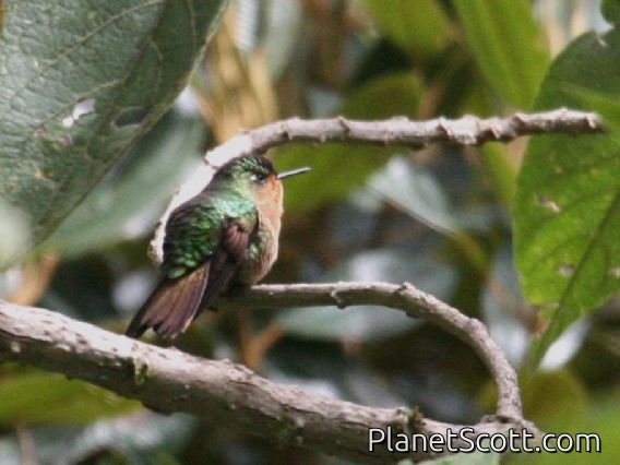 Tyrian Metaltail (Metallura tyrianthina) Female