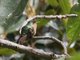 Tyrian Metaltail (Metallura tyrianthina) Female