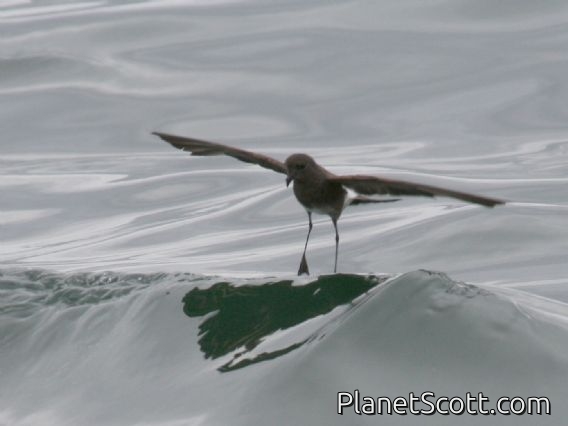 White-vented Storm-Petrel (Oceanites gracilis)
