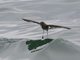 White-vented Storm-Petrel (Oceanites gracilis)