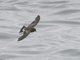 White-vented Storm-Petrel (Oceanites gracilis)