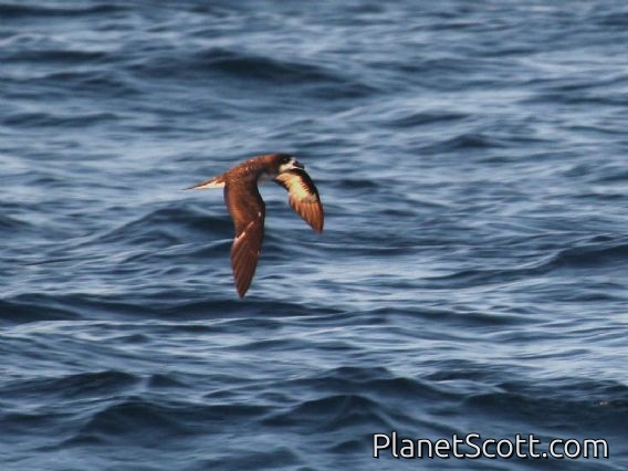 Galapagos Petrel (Pterodroma phaeopygia)