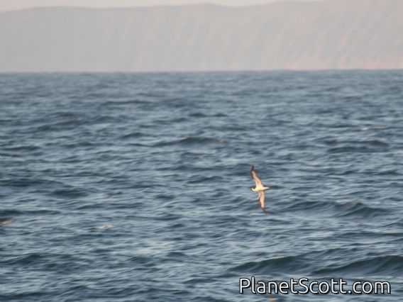 Galapagos Petrel (Pterodroma phaeopygia)