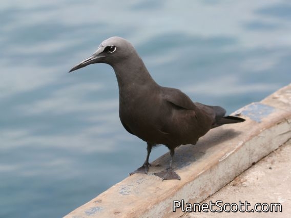 Brown Noddy (Anous stolidus)