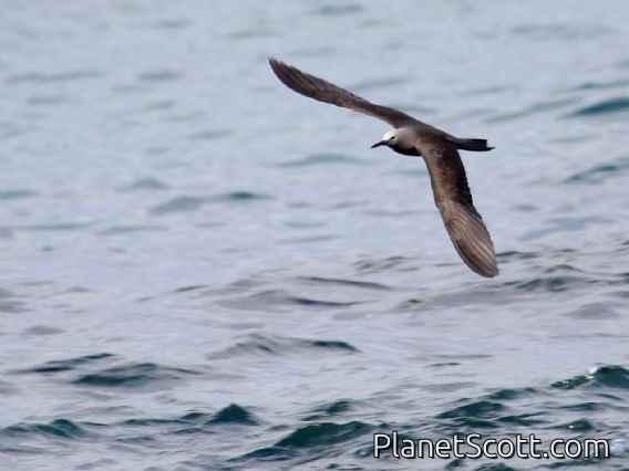 Brown Noddy (Anous stolidus)