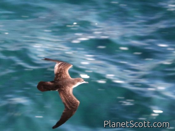 Audubon's Shearwater (Puffinus subalaris)