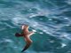 Audubon's Shearwater (Puffinus subalaris)