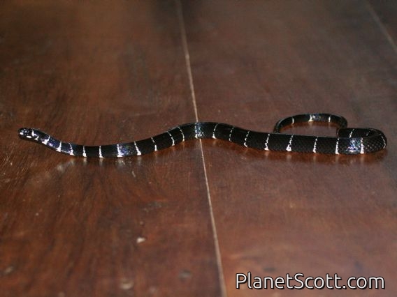 Black Halloween Snake (Pliocercus euryzonusi)