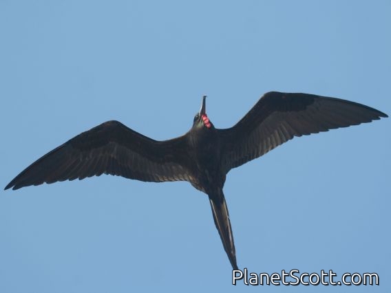 Magnificent Frigatebird (Fregata magnificens)